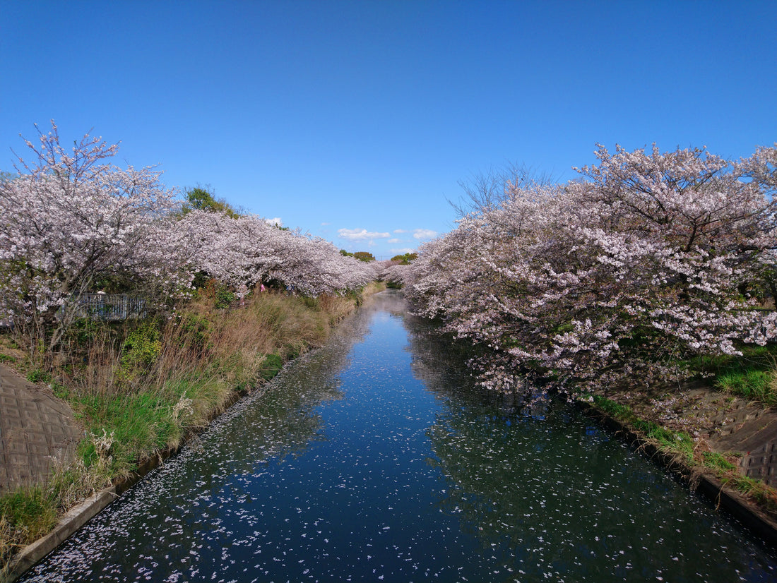 Die Kirschblüte – Ein Symbol Japans und des Frühlings