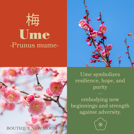 Ume-Blüte